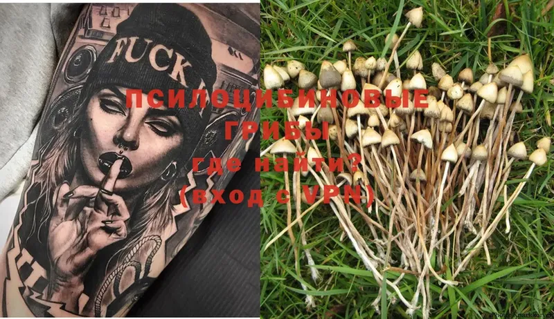 Псилоцибиновые грибы Psilocybe  Краснозаводск 